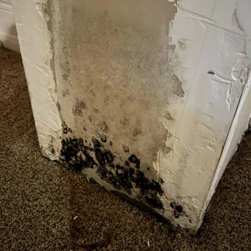 Professional Mold Removal in Austintown, OH